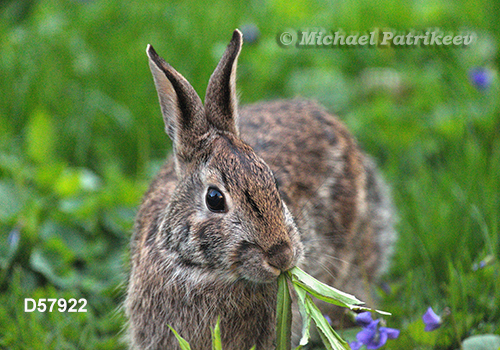 Eastern Cottontail (Sylvilagus floridanus)